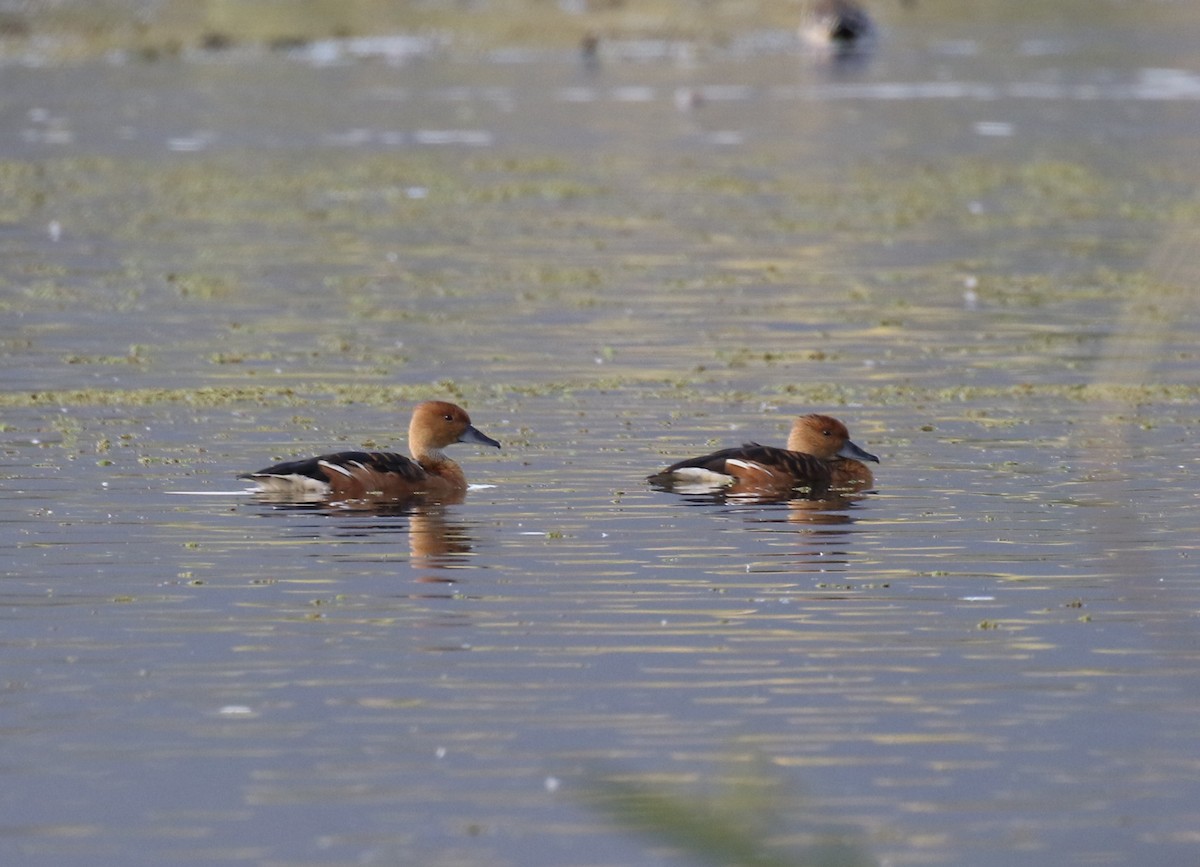 Fulvous Whistling-Duck - ML202139101