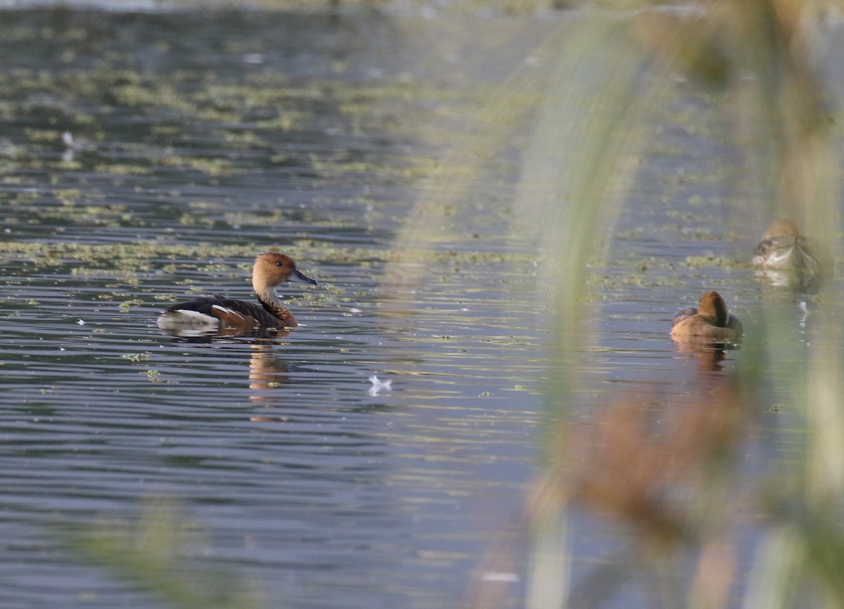 Fulvous Whistling-Duck - ML202139111