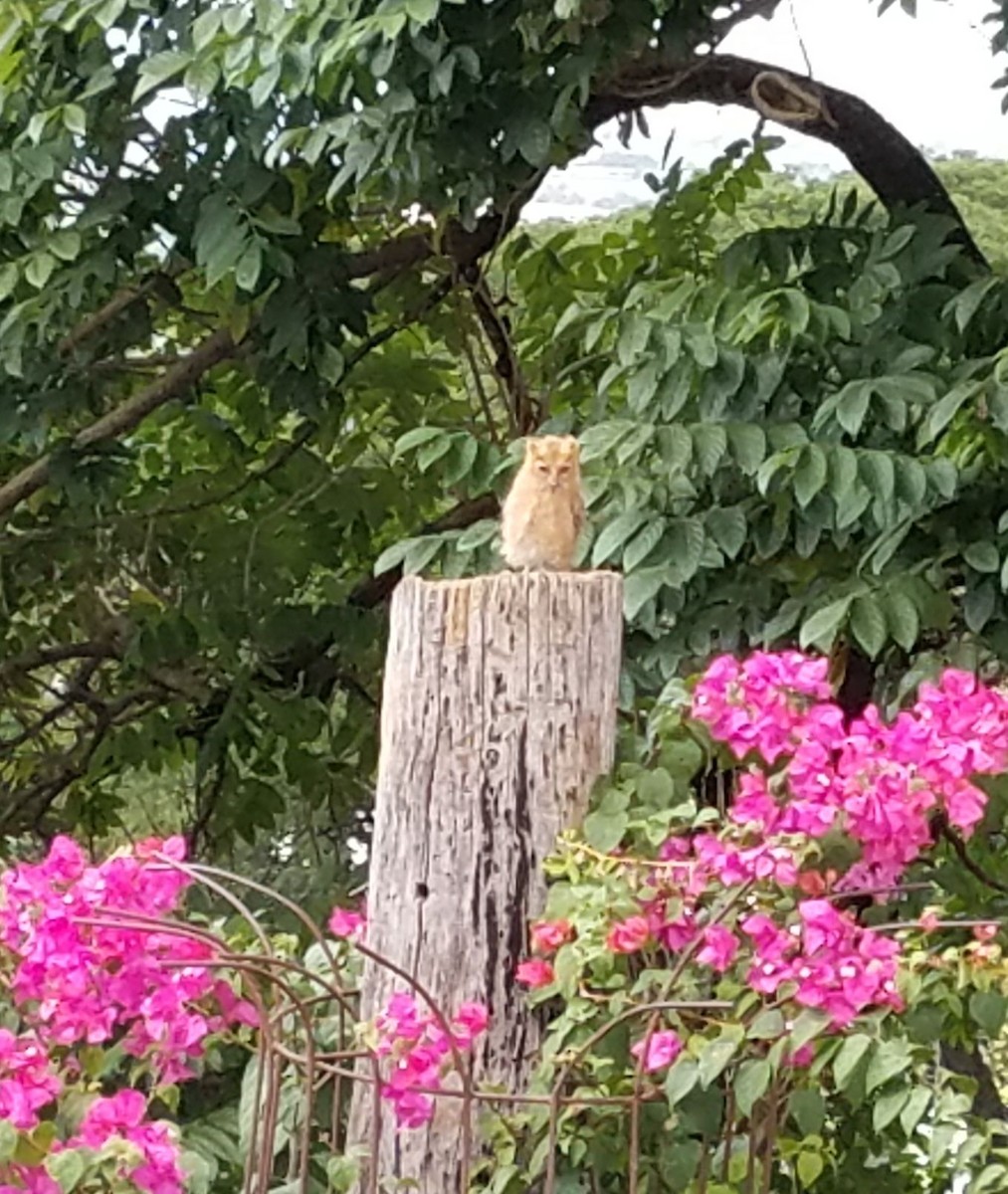Philippine Scops-Owl - Myrabird H