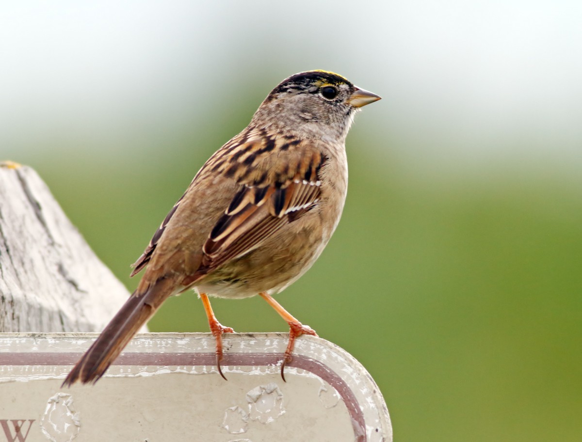 Golden-crowned Sparrow - Vayun Tiwari