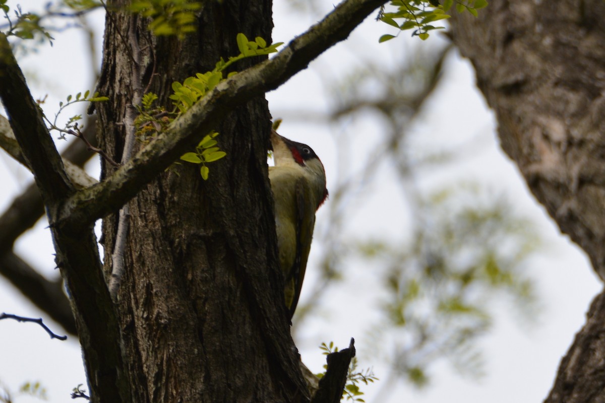 Eurasian Green Woodpecker - ML202142231
