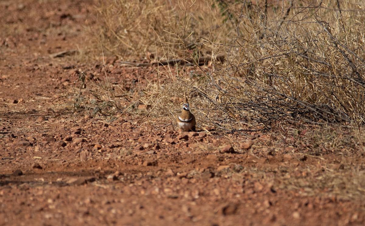 Spinifex Pigeon - ML202142821
