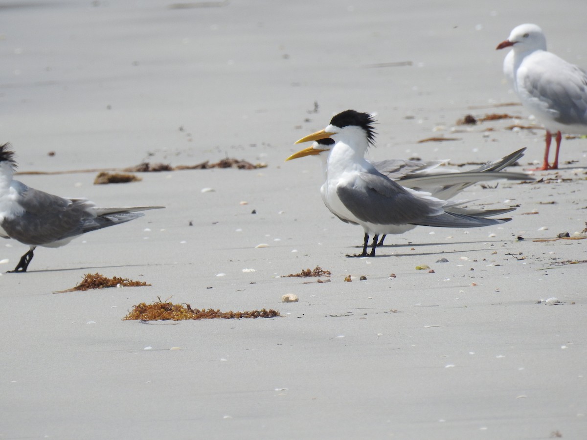 Great Crested Tern - ML202144101