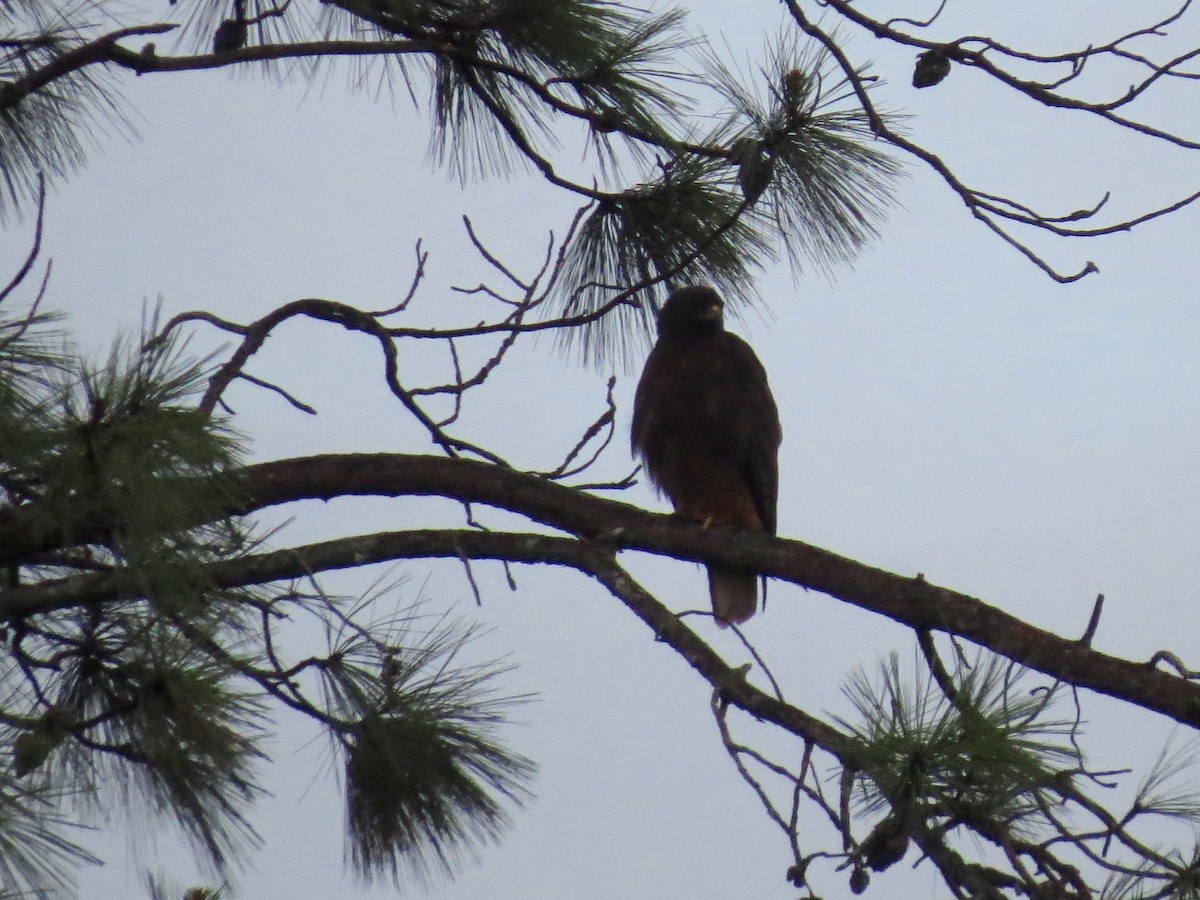 Red-tailed Hawk - ML20215091