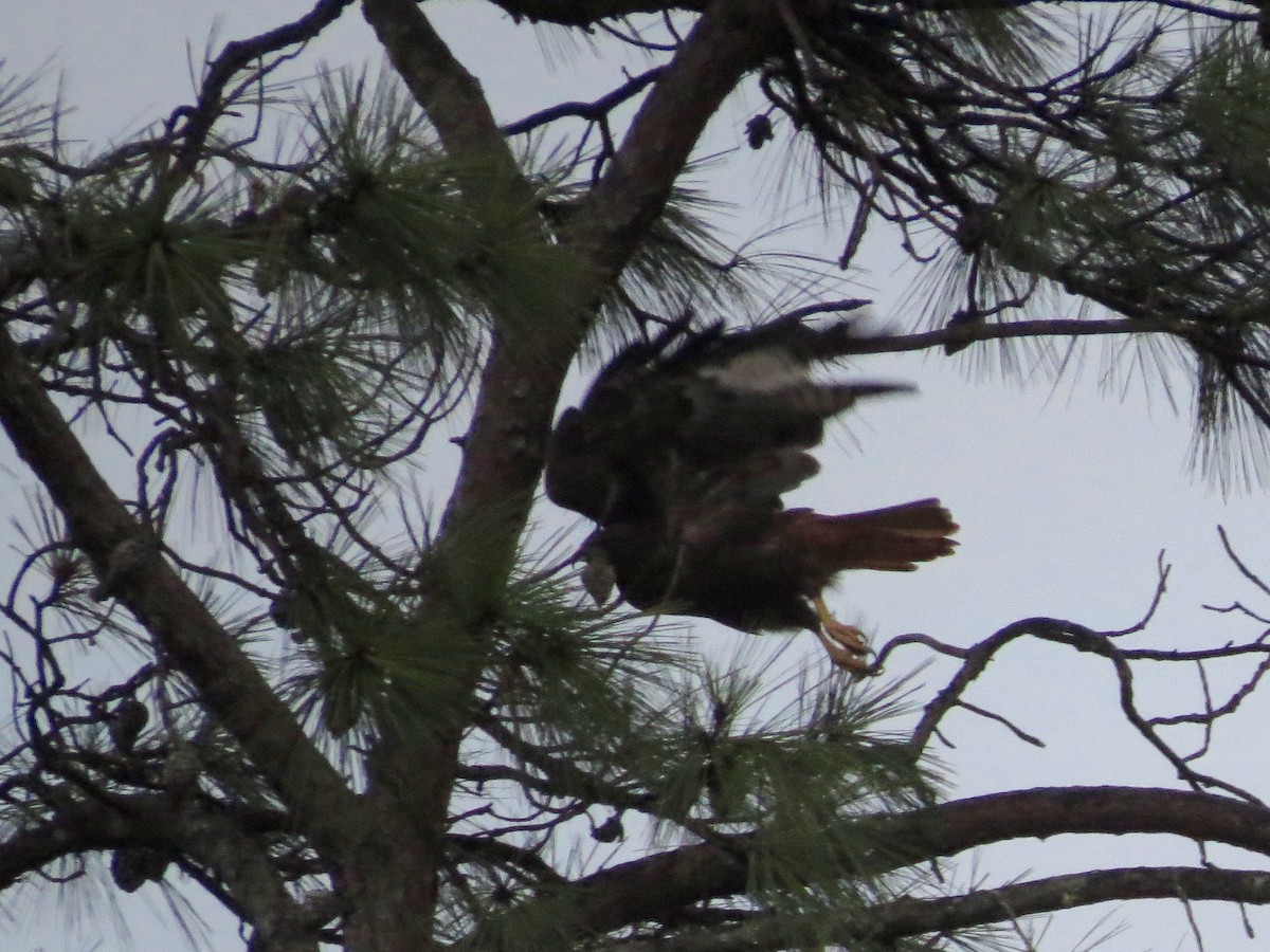 Red-tailed Hawk - ML20215101