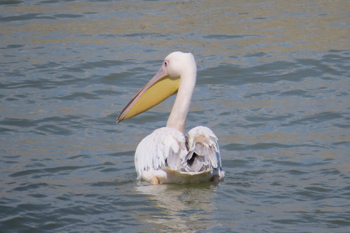 Great White Pelican - Ergün Cengiz