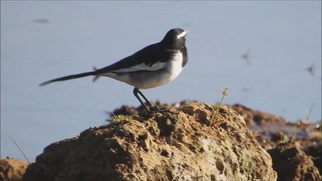 White-browed Wagtail - ML202155011
