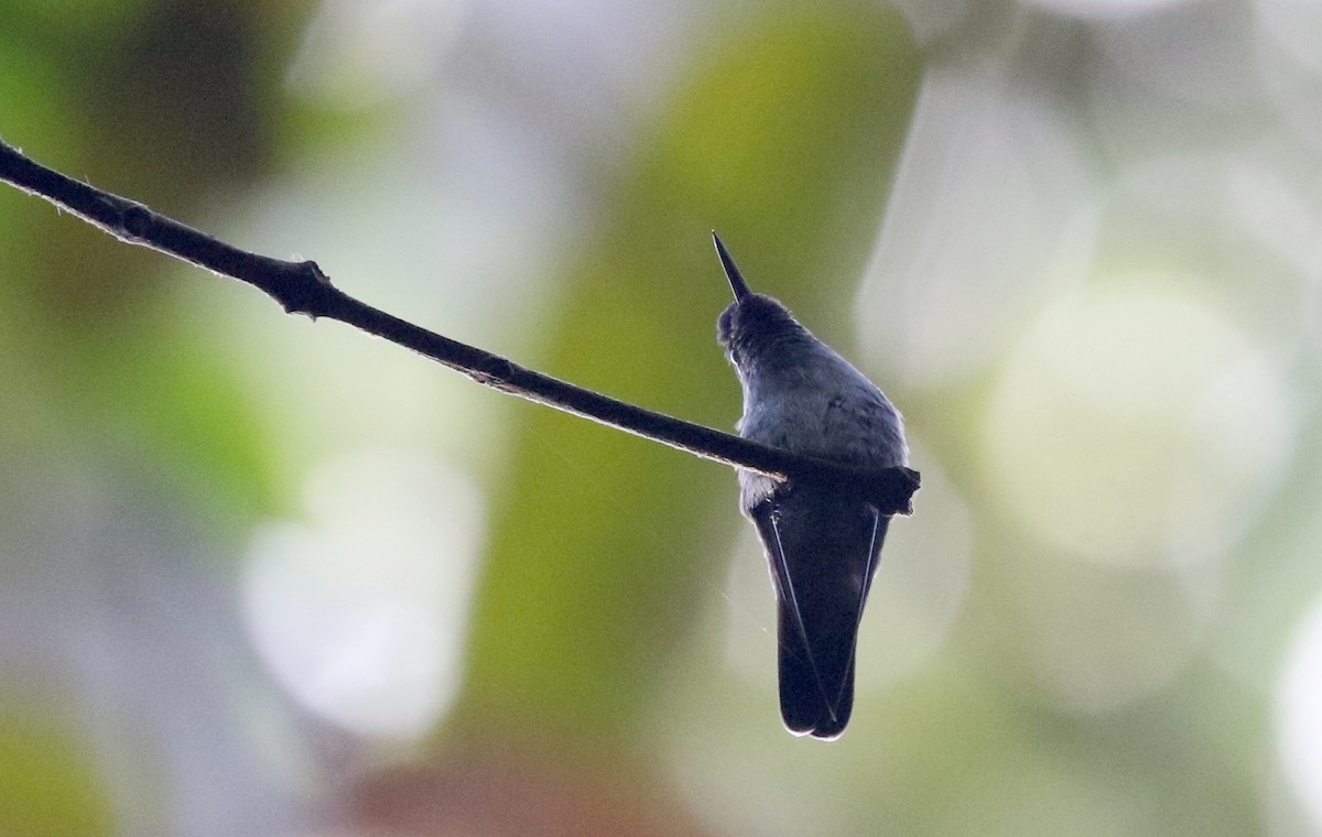 Violet-headed Hummingbird - Jay McGowan