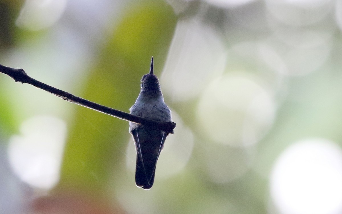Violet-headed Hummingbird - Jay McGowan