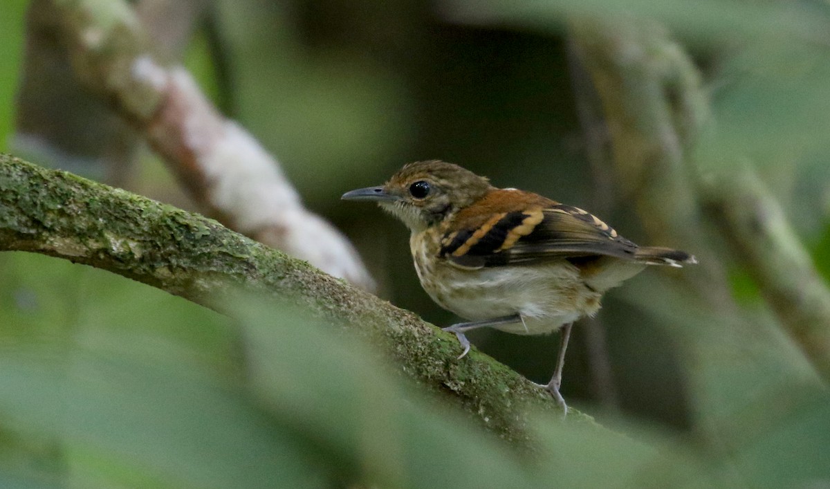 Spotted Antbird - ML202156661