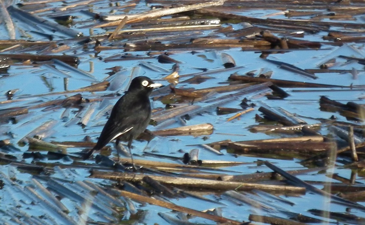 Spectacled Tyrant - ML20215881