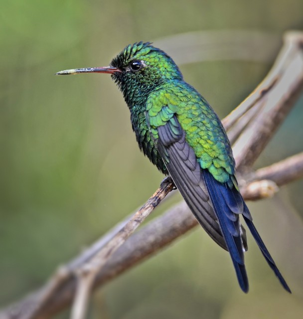 Cozumel Emerald Ebird