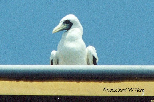 Masked Booby - Earl Horn