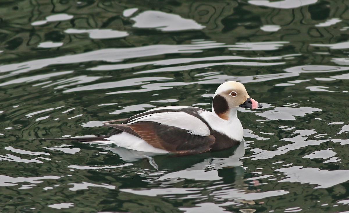 Long-tailed Duck - ML202163101