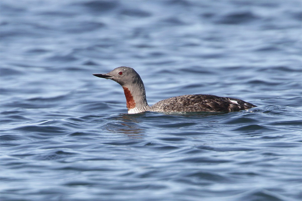 Red-throated Loon - Gerard Proulx