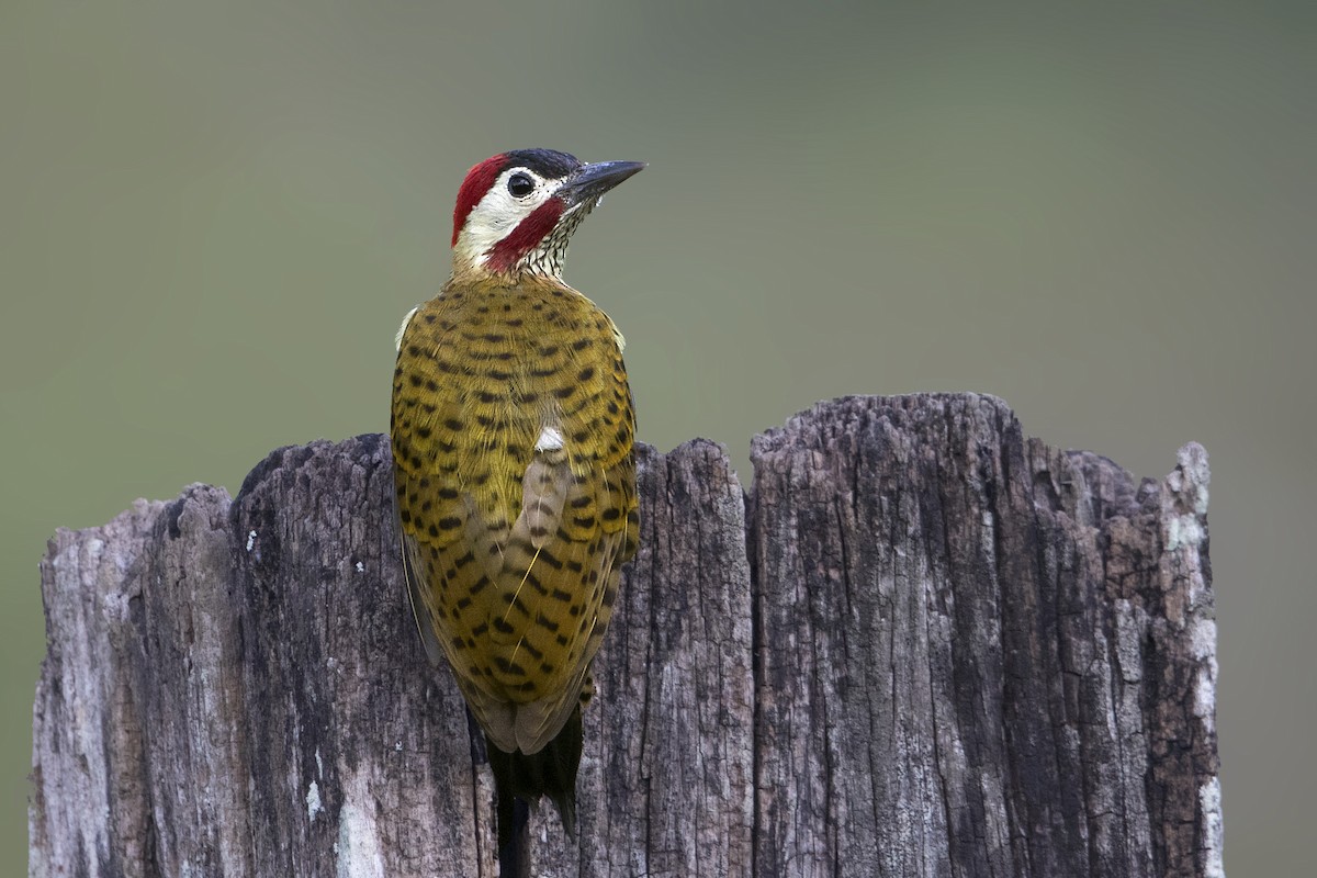 Spot-breasted Woodpecker - ML202167381