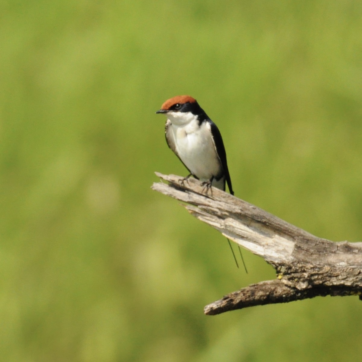 Wire-tailed Swallow - James East