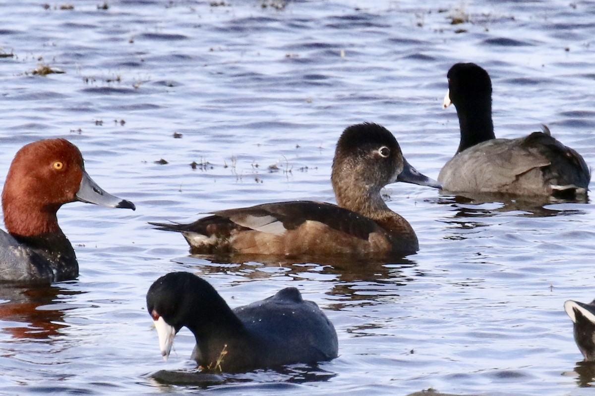 Ring-necked Duck - Bruce Cole