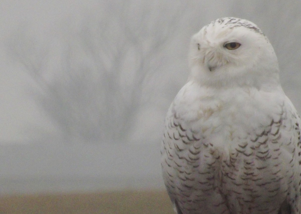 Snowy Owl - ML20217121
