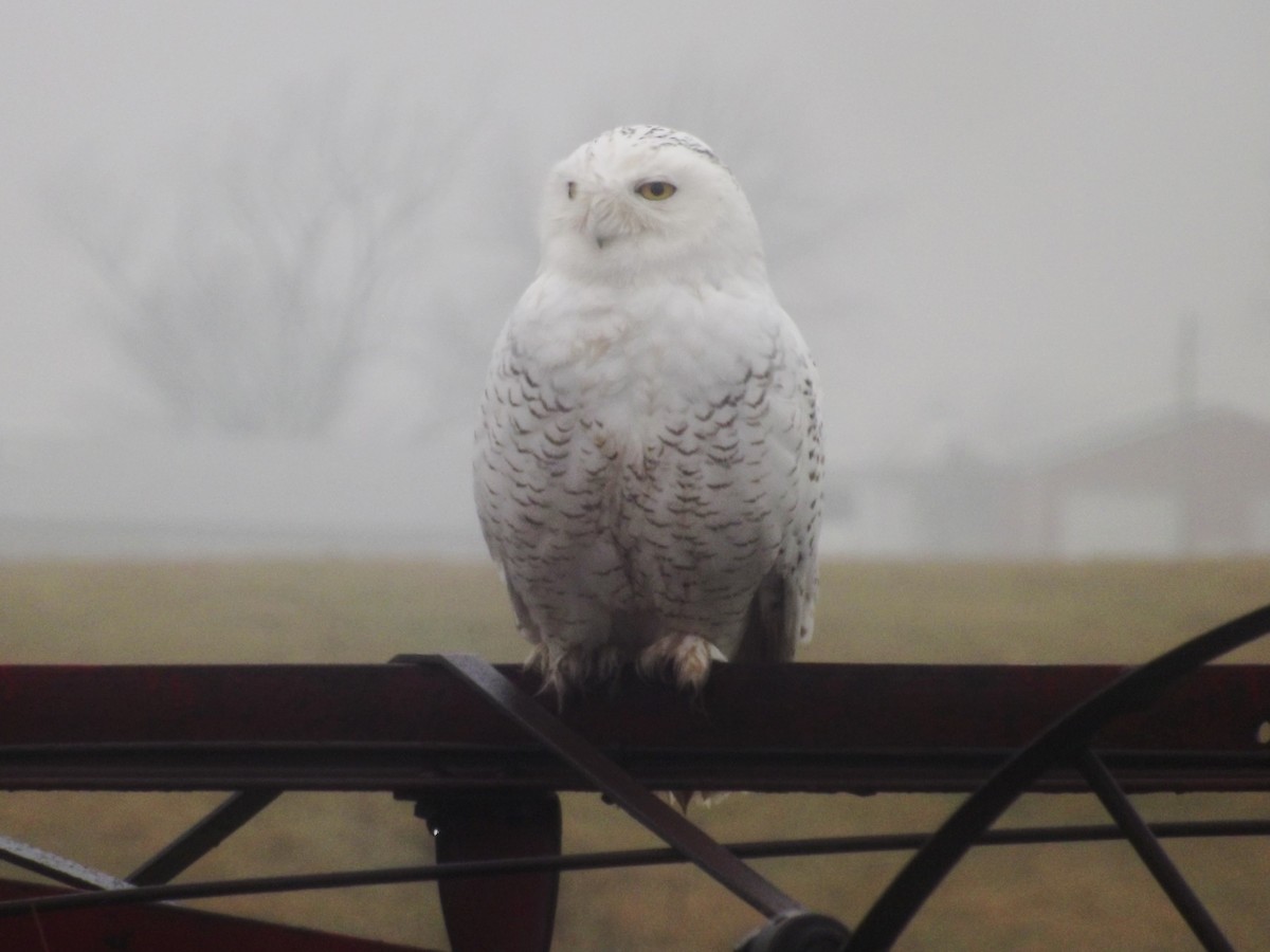 Snowy Owl - ML20217131