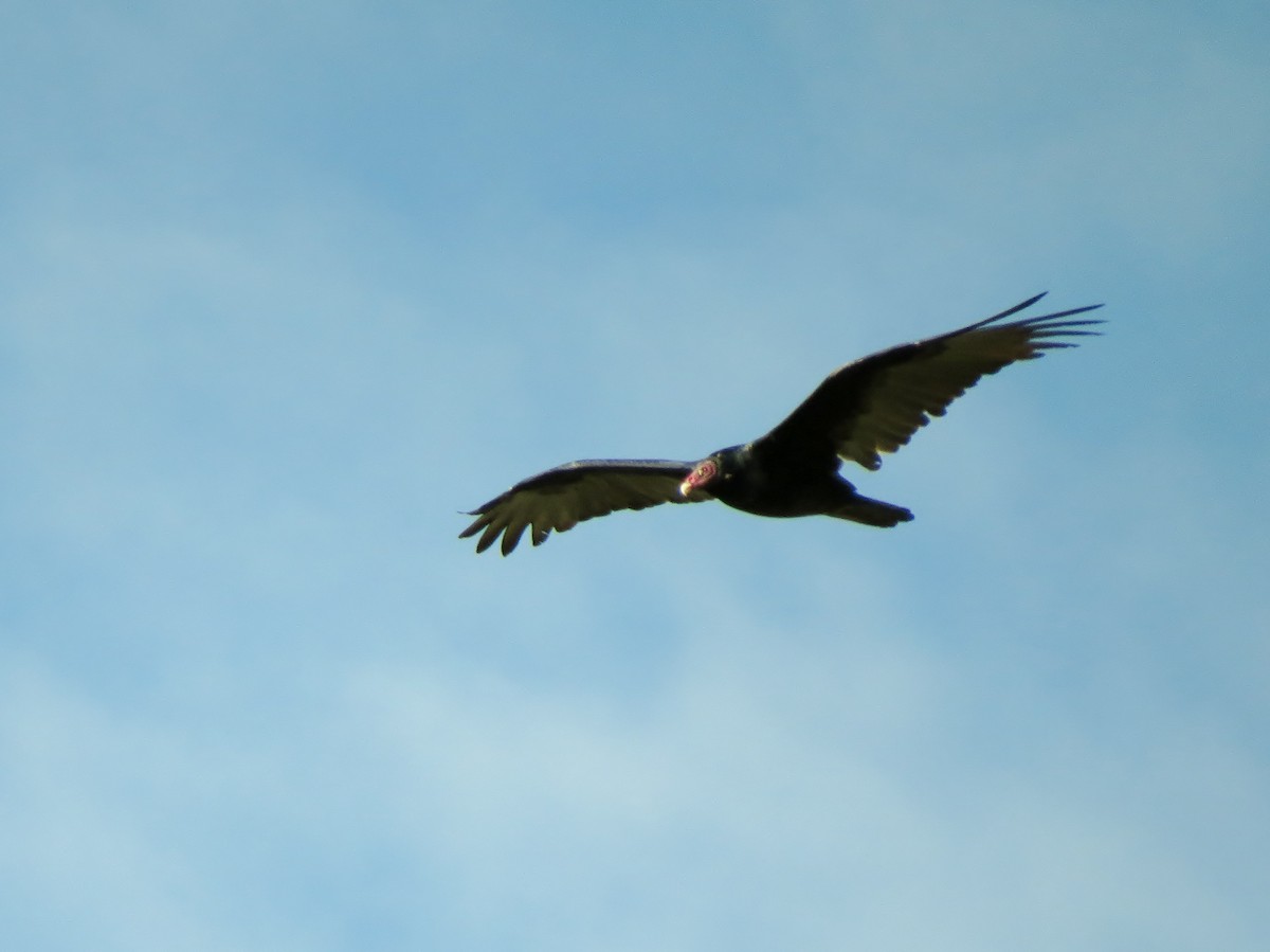Turkey Vulture - ML20217471