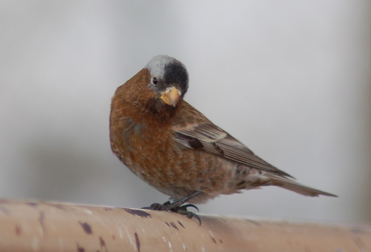 Gray-crowned Rosy-Finch - ML202178451