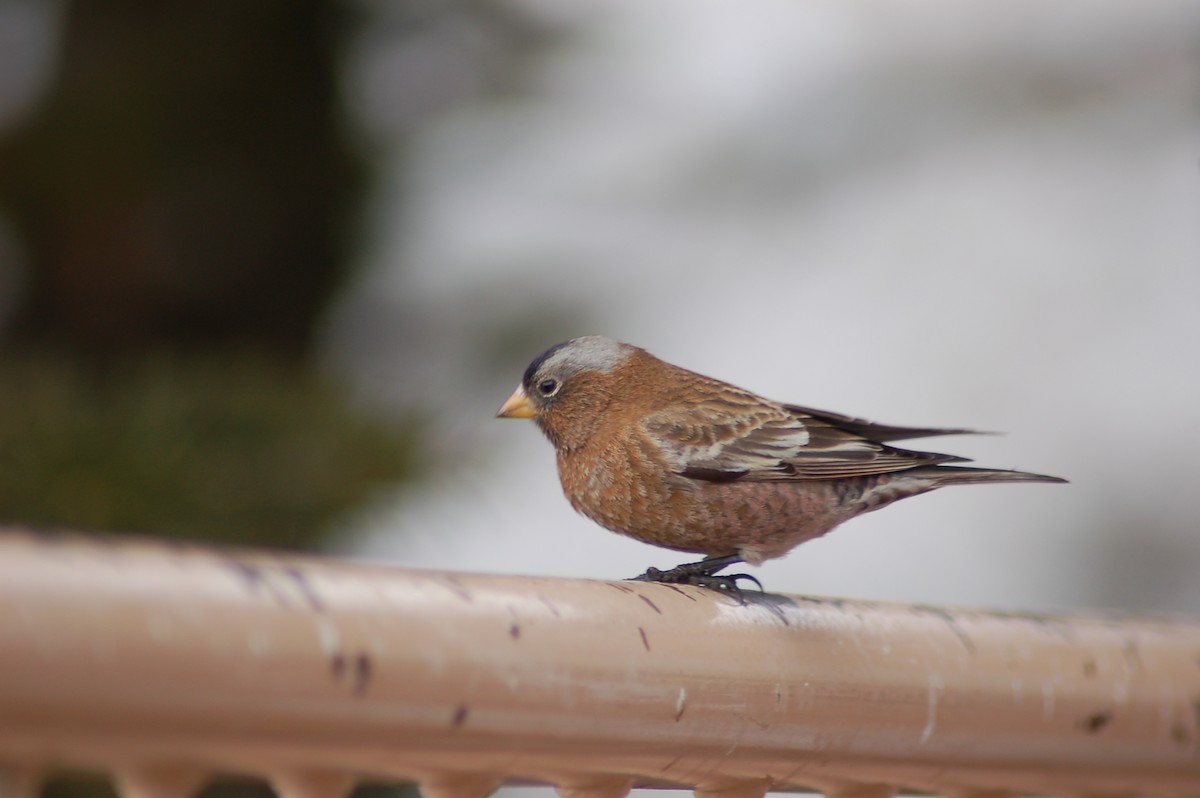 Gray-crowned Rosy-Finch - ML202178461