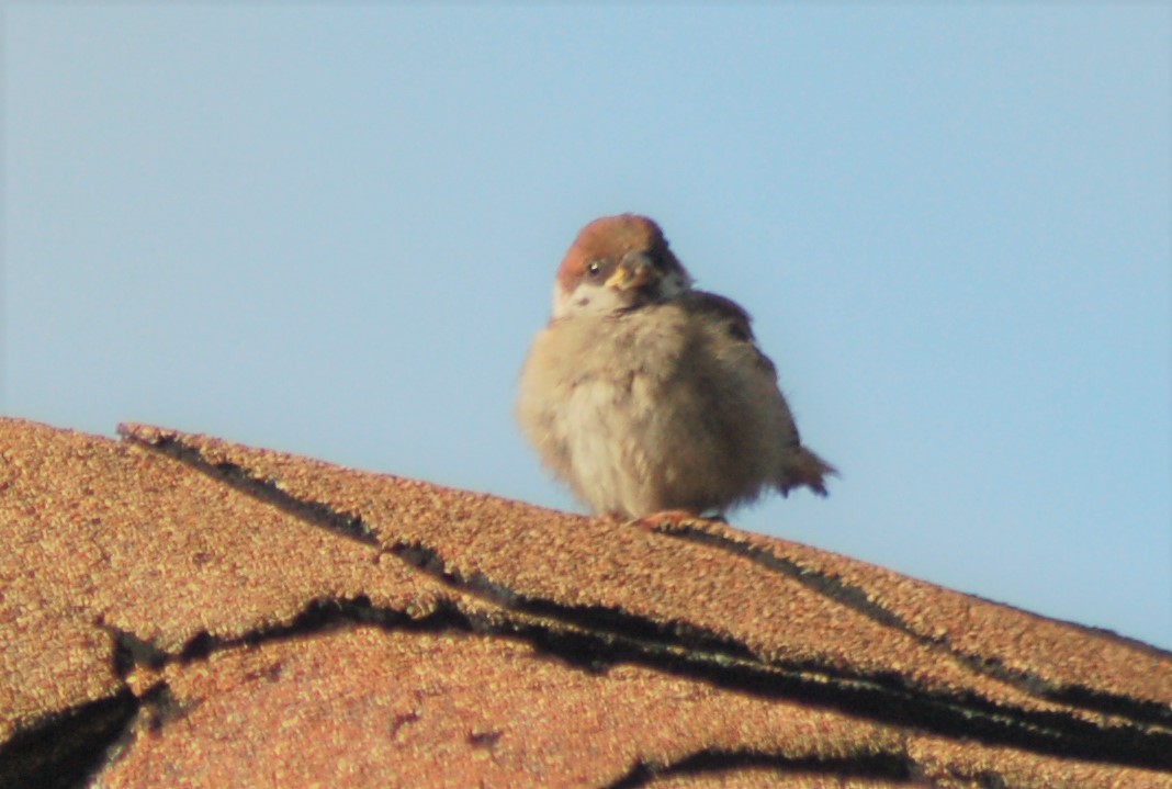 Eurasian Tree Sparrow - ML202179061