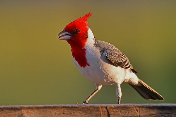Red-crested Cardinal - Guido Bennen