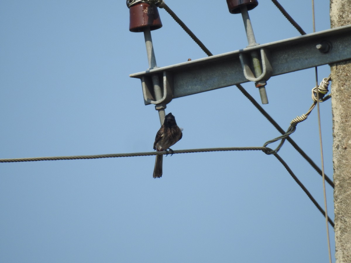 Red-vented Bulbul - ML202179341