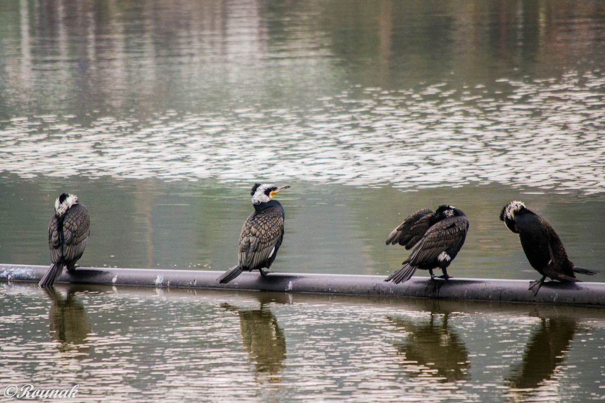 Great Cormorant - Rounak Patra