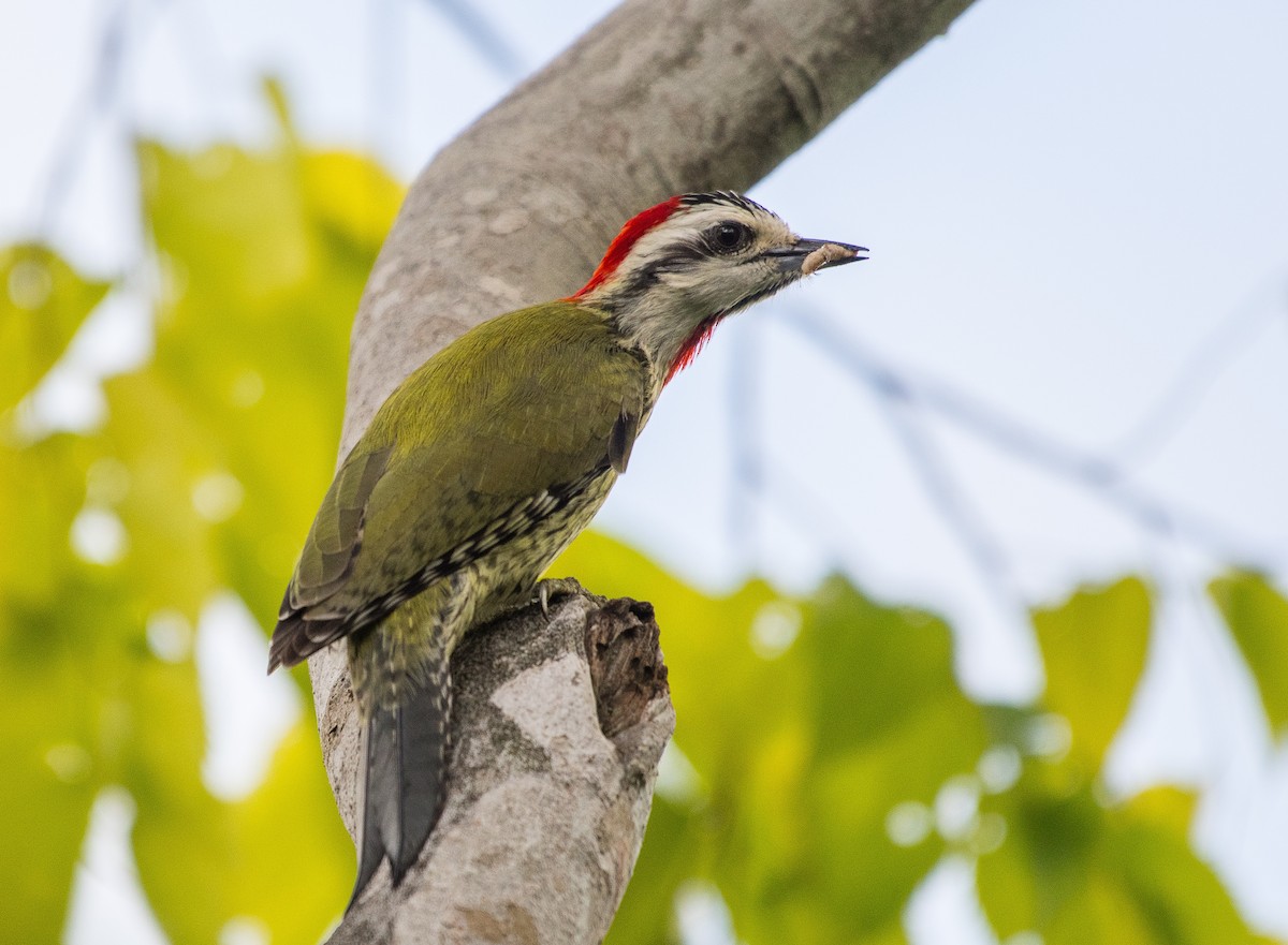 Cuban Green Woodpecker - ML202183681
