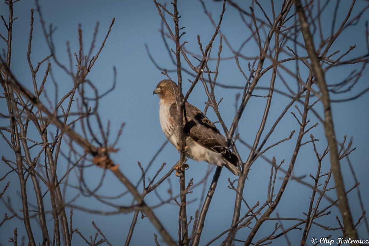 Red-tailed Hawk - ML202186531