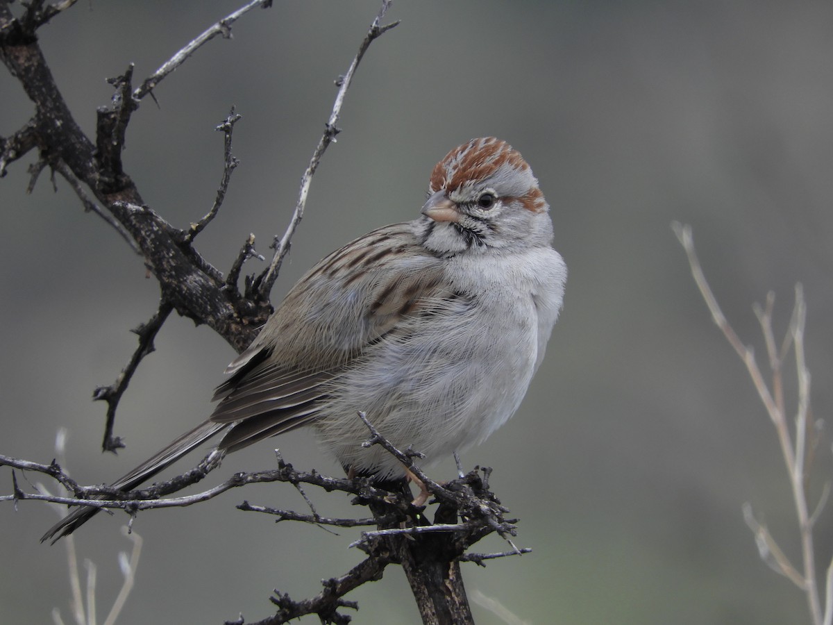 Rufous-winged Sparrow - ML202188481