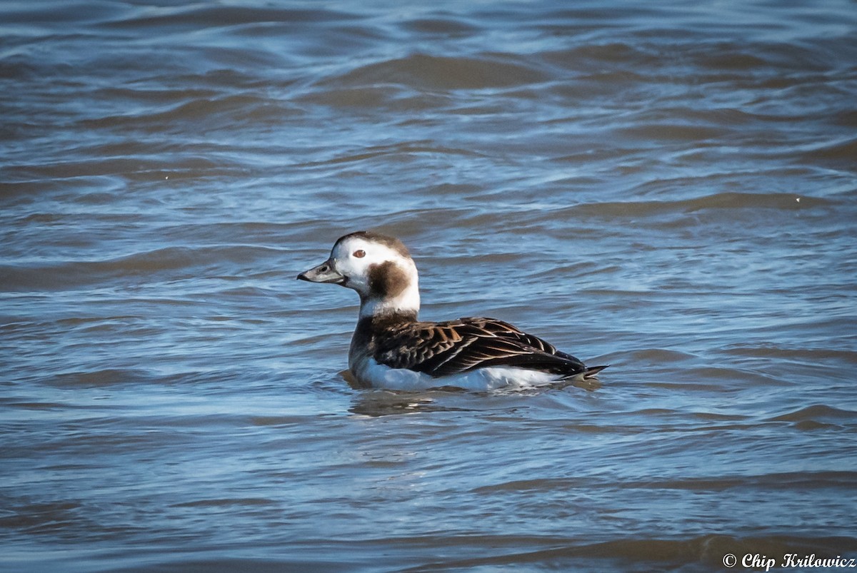 Long-tailed Duck - ML202188511