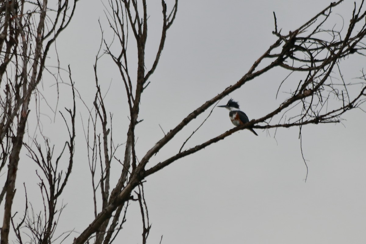 Belted Kingfisher - ML202194591