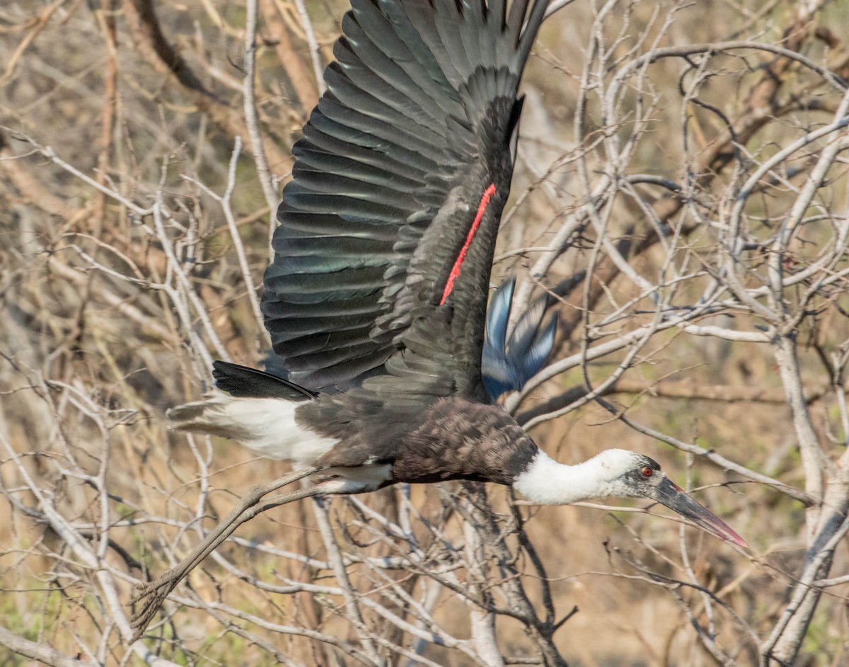 African Woolly-necked Stork - Robert Bochenek