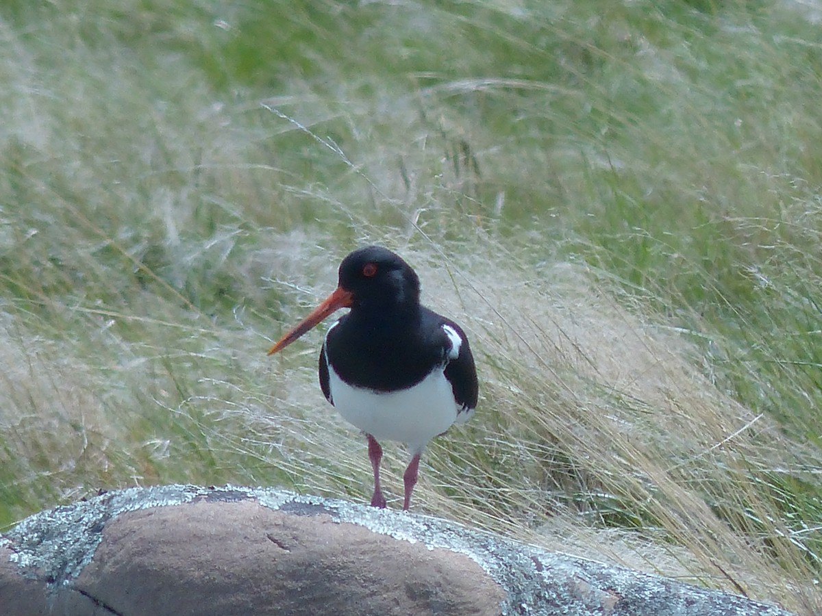 South Island Oystercatcher - Mike Woodall