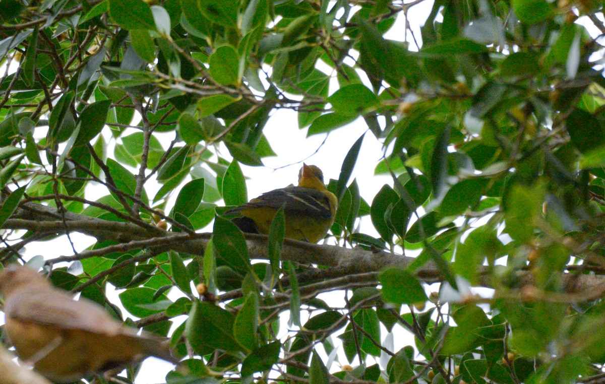 Western Tanager - ML202205781