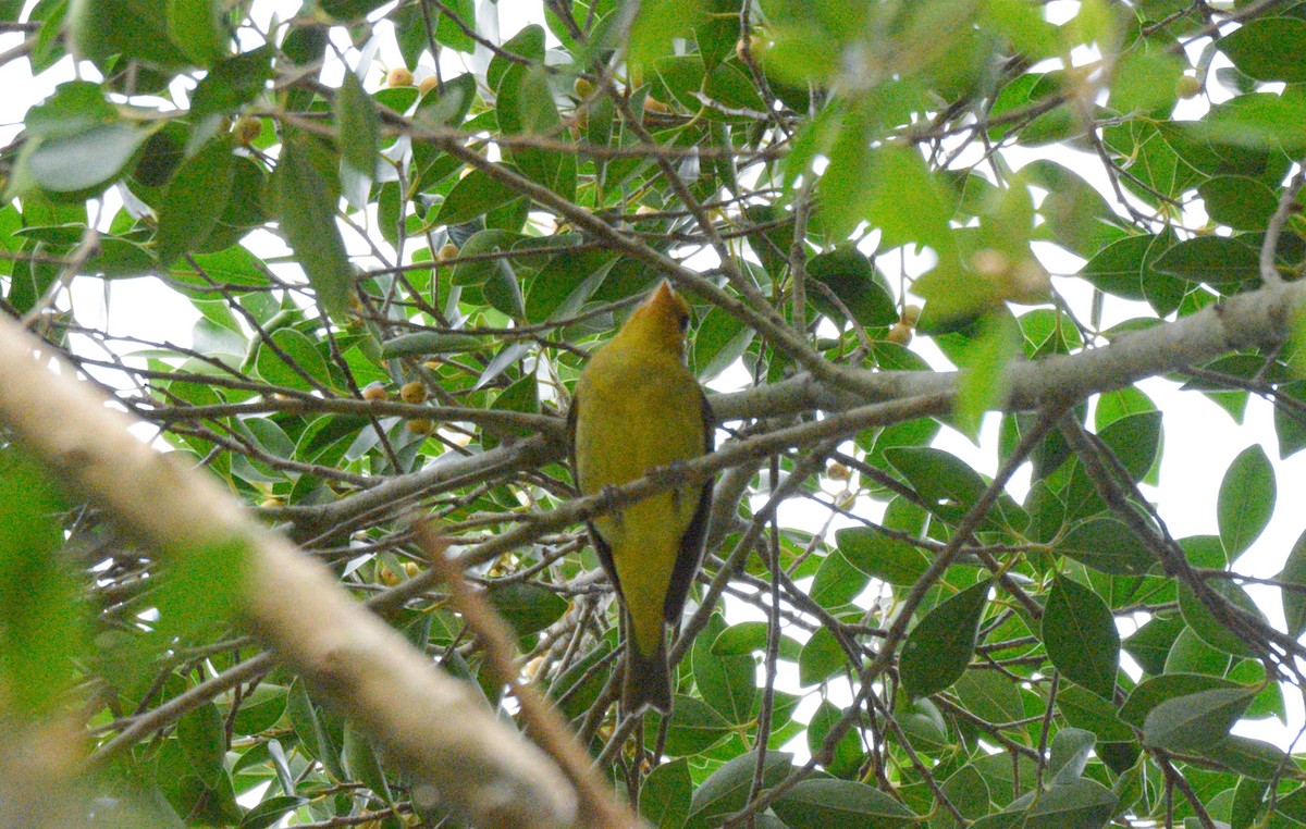 Western Tanager - ML202205791