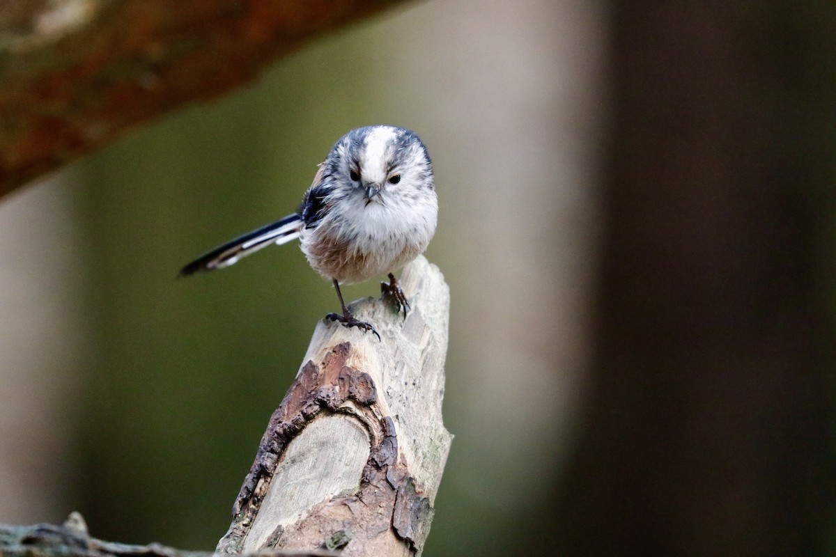 Long-tailed Tit - Michael Cook
