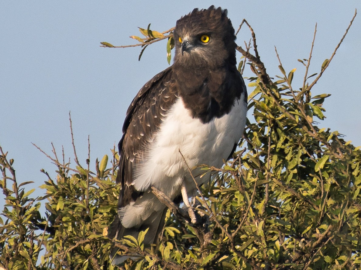 Black-chested Snake-Eagle - Christian VIEL