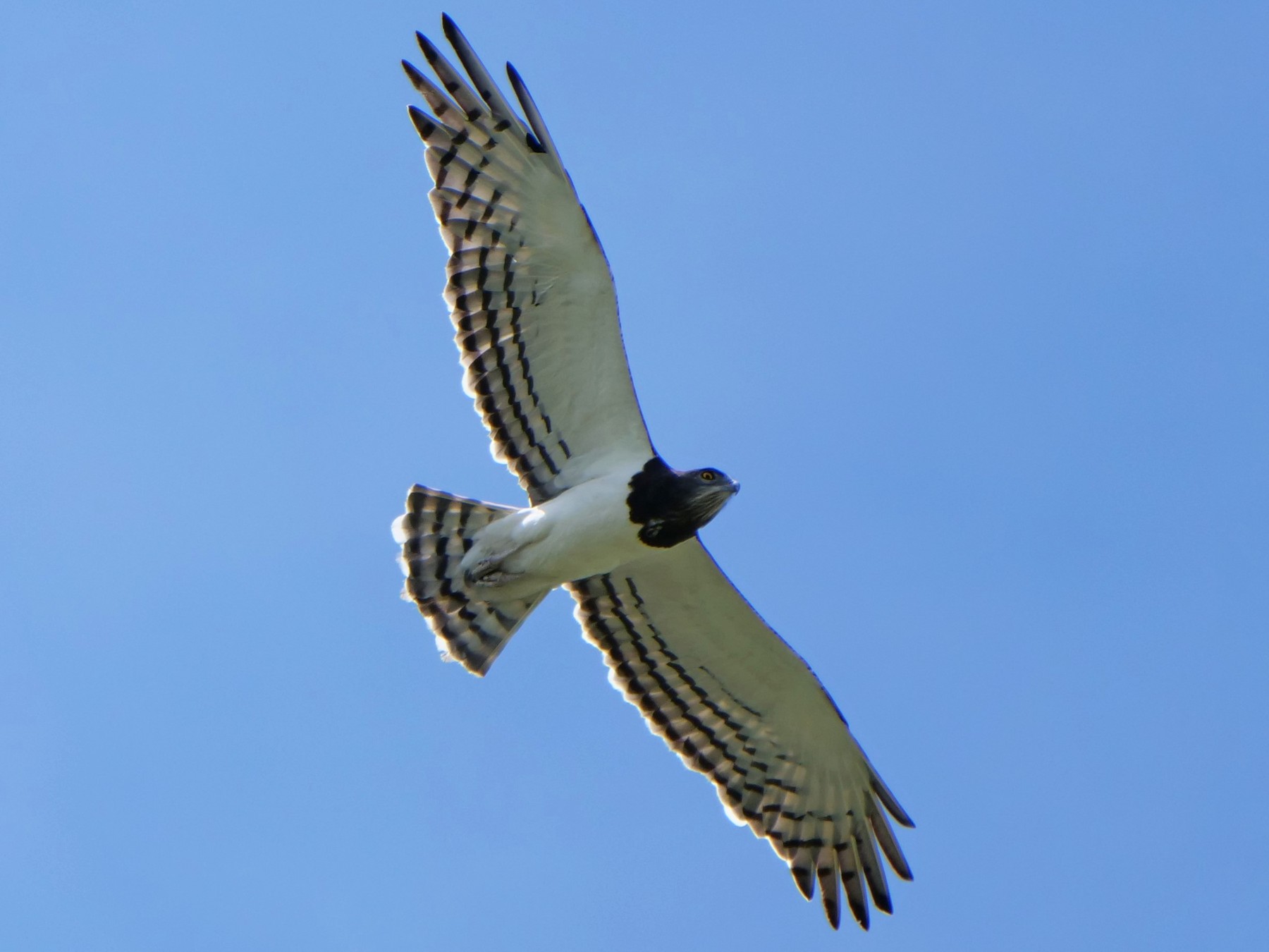 Black-chested Snake-Eagle - Mike Grant