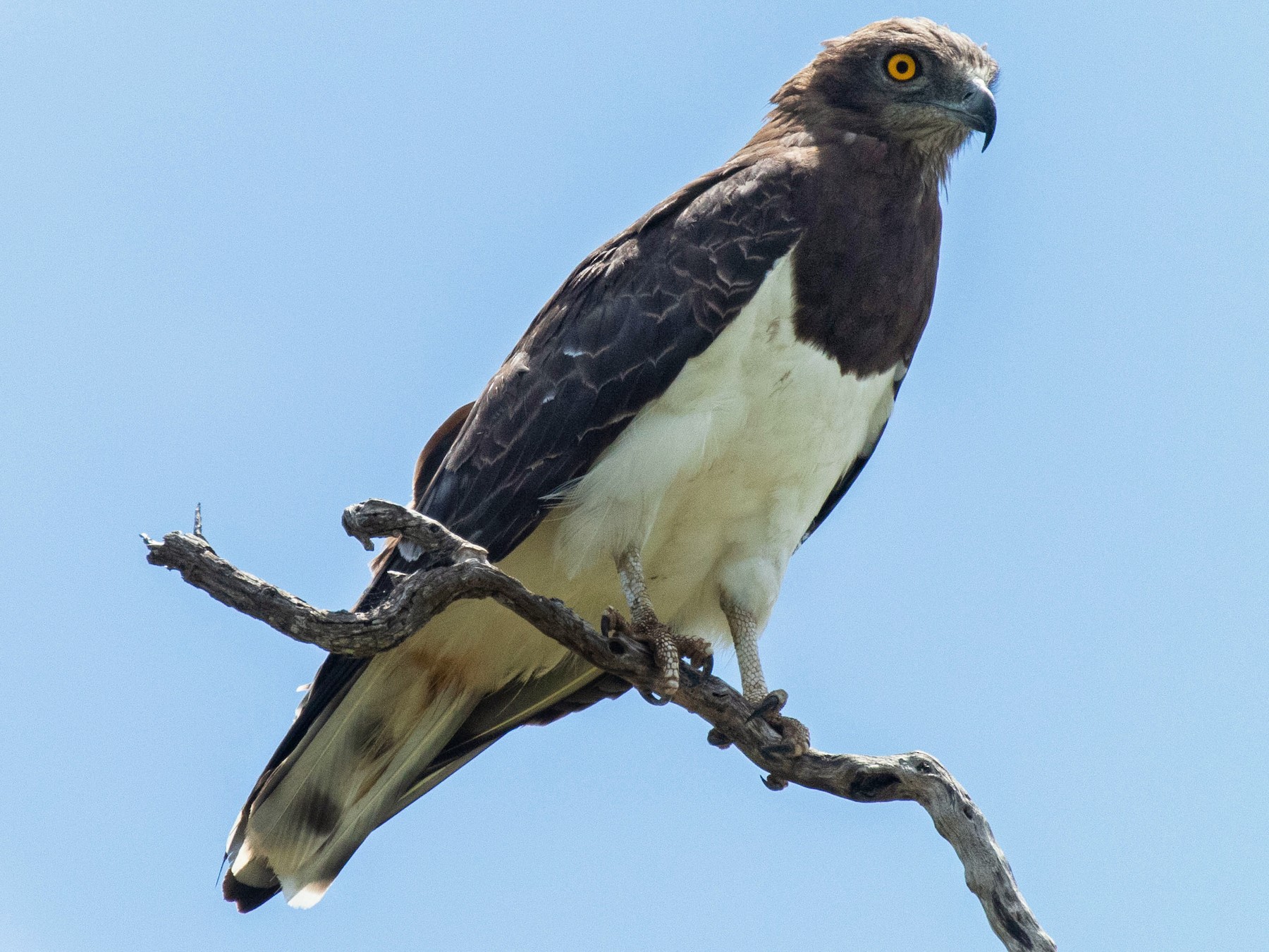 Black-chested Snake-Eagle - Dixie Sommers