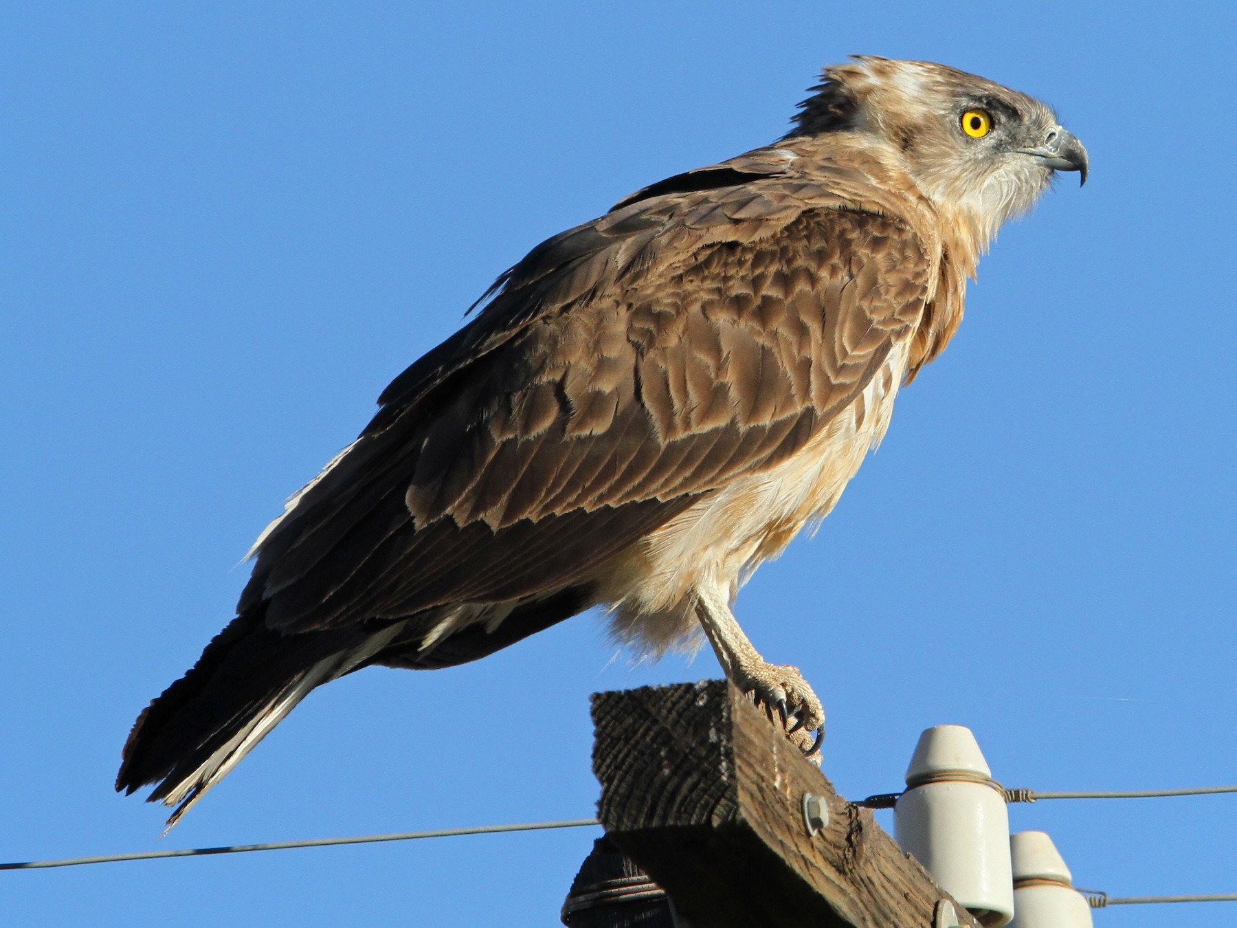 Black-chested Snake-Eagle - Christoph Moning