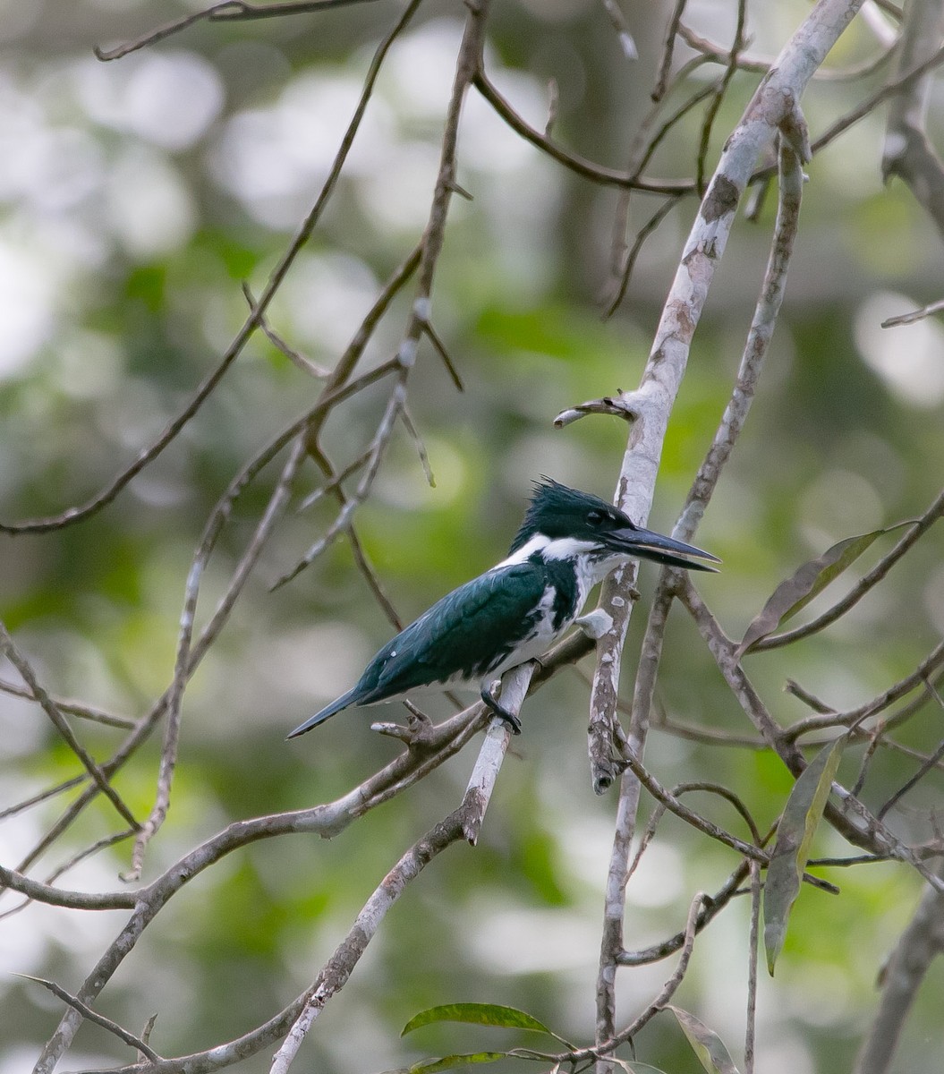 Amazon Kingfisher - Isaias Morataya