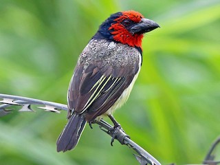 クビワゴシキドリ - eBird