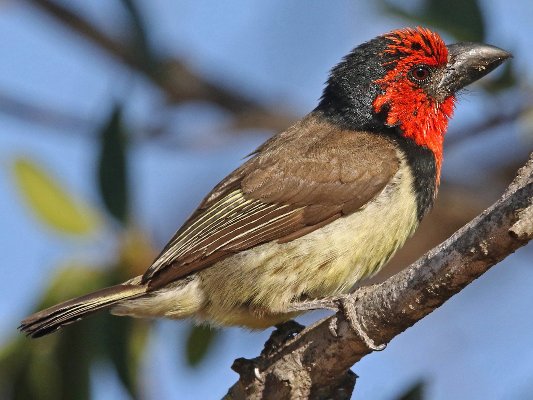 Black-collared Barbet - eBird