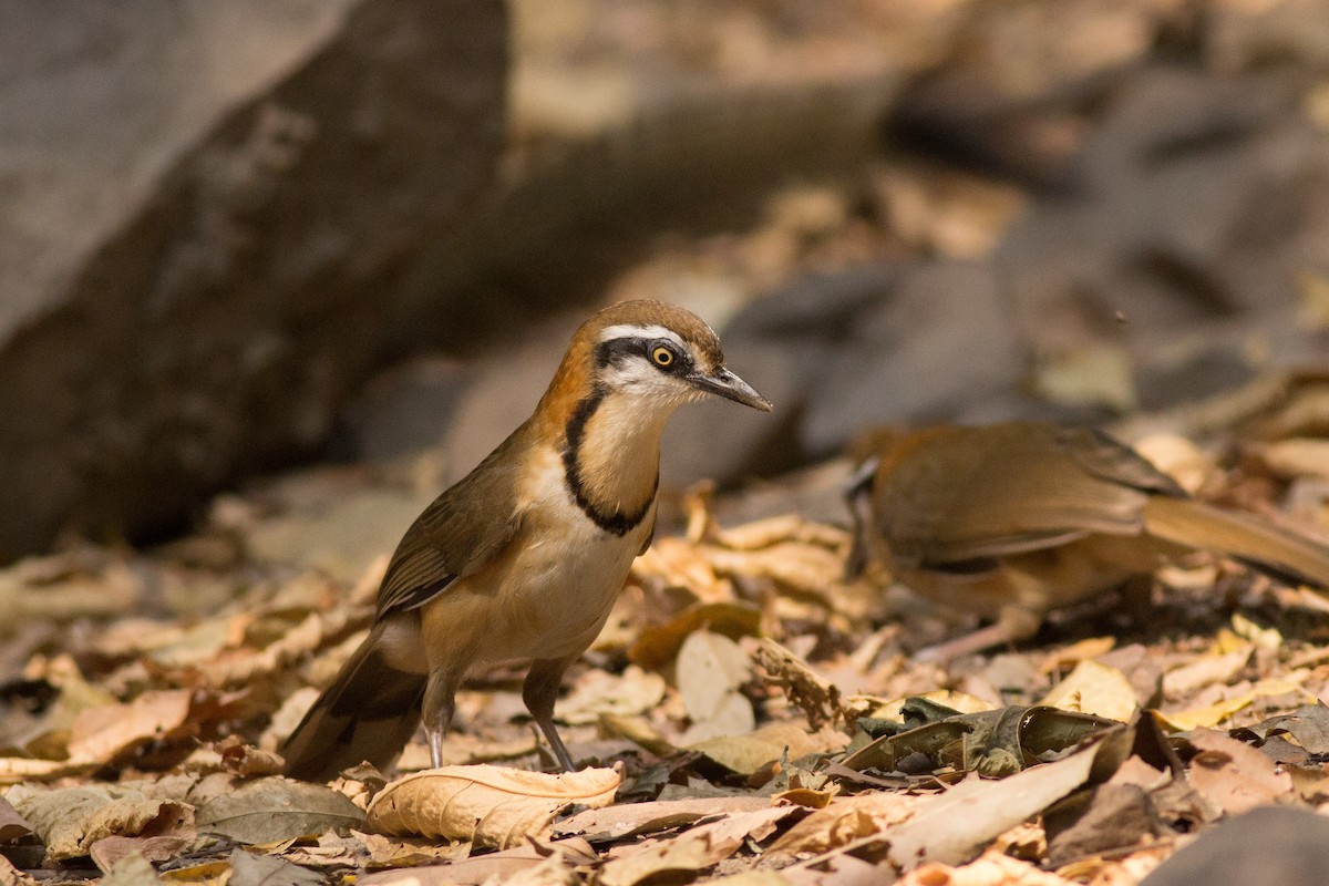 Lesser Necklaced Laughingthrush - ML202212301