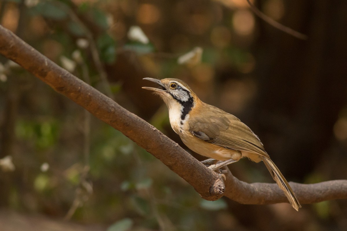 Greater Necklaced Laughingthrush - ML202212321
